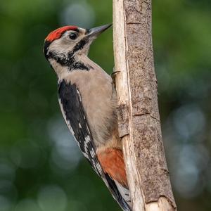 Redwell   15 06 2020   D500   Les 20.jpg